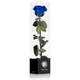RoseAmor Blue stabilizirana vrtnica na steblu 1 kos | Shoptok.si