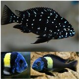 Akvarijum Centar tropheus duboisi | ePonuda.com