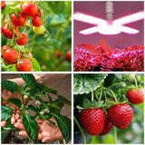  LED sijalica za rast biljaka VITABLOOM E27/40W/230V 1200K - Brilagi | Eponuda.com
