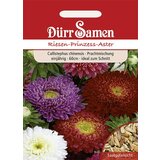 Dürr Samen Velikanska princesa astra Cene