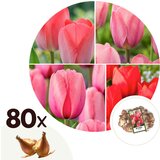 Plant in a Box Tulipani čebulice - 80 kos - Tulipa Salmon, Van Eijk - Cvetne čebulice - Rdeča, (21755729) | Shoptok.si