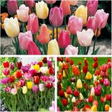 Royal De Ree Lukovica Lala, tulipan - Tulipa Triumph Mix 10/1 Cene