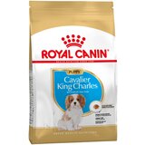 Royal Canin Ekonomično pakiranje: Breed - Cavalier King Charles Puppy (2 x 1.5kg) Cijene