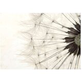  Tapeta - White Dandelion 400x280 | shoptok.hr