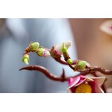 Lego Botanical Collection: Vejice magnolije | Shoptok.si