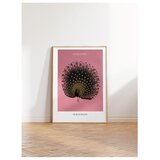 Wallxpert uramljena slika 115214, The Black Peacock Ohare Kosona, crni paun, ružičasta pozadina, 50 x 70 cm, ram u boji prirodnog drveta Cene