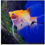 Akvarijum Centar Pterophyllum scalare var. - Skalar trikolor, veci | ePonuda.com