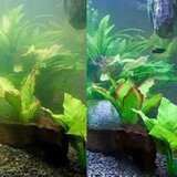 Smania Čistilo za akvarij AlgaCure | Shoptok.si