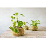 Esschert Design Posuda za cvijeće ø 20 cm Kokedama – | shoptok.hr