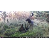 OXE Lovska kamera Gepard II in klasični daljnogled FOMEI 7-21x40 ZCF Zoom + 32GB SD kartica in 4 baterije! | Shoptok.si