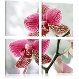  Slika - Fancy orchid 80x80 Cijene