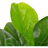  Umjetni lirasti fikus s posudom zeleni 90 cm | Eponuda.com