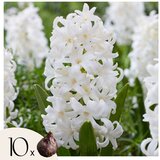 Plant in a Box Hijacint - 10 kos - Hyacinthus 'Carnegie' - Cvetne čebulice - Pamet, (21755705) u