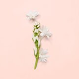 Gucci Bloom Edp | ePonuda.com