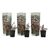 Plant in a Box ameriška brusnica - 3 kos - vaccinium 'cranberry' - višina 10-20cm - ⌀9cm, (21757472) | Shoptok.si
