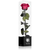 RoseAmor Fuchsia stabilizirana vrtnica na steblu 30 cm 1 kos | Shoptok.si