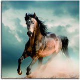 Pintdecor Zidni ukras Cavallo | shoptok.hr