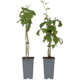 Plant in a Box malina - 2 kos - rubus idaeus 'malling promise' - višina 50-60cm - ⌀15cm, (21757765) Cene