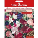 Dürr Samen grahor odlična mešanica | Shoptok.si