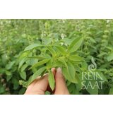 ReinSaat Zelišče "Thai Lemon Basil" | Shoptok.si