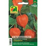 AUSTROSAAT Navadno volčje jabolko "Phaysalis franchetii" mešanica | Shoptok.si
