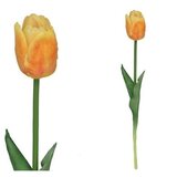  TULIPAN 7802 | Eponuda.ba