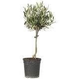Plant in a Box oljka - olea europaea - višina 45-55cm - ⌀14cm, (21757617) Cene