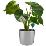 Garden Pleasure Merilec pH zemlje – | Shoptok.si