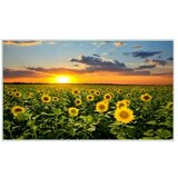  IR panel Sunflower (600 W, 1000 x 18 x 600 mm) | Shoptok.si