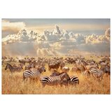  Tapeta - Zebra Land 300x210 | shoptok.hr