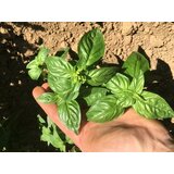 Culinaris Bio bazilika Sofia Cene