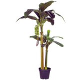 Dekordom Drvo u saksiji banana 180cm 999104 - edl ( 041254 ) | ePonuda.com