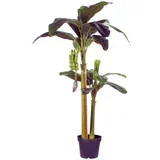 Drvo u saksiji banana 180cm 999104 - edl ( 041254 )