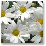  Slike na platnu cveće (moderne slike na platnu) | ePonuda.com