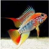 Akvarijum Centar Apistogramma viejita | ePonuda.com