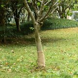 vidaXL Rola iz jute 0,25x100 m 100 % juta 200 g/m² u