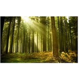  Tapeta - Pine forest 450x270 | shoptok.hr