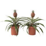Plant in a Box ananas - 2 kos - ananas comosus 'mi amigo' - višina 35-45cm - ⌀12cm, (21758118) Cene