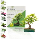  Set za gojenje bonsajev "Phoenix Tree" - 1 set. | Shoptok.si