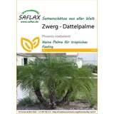 Saflax Pritlikava datljeva palma Cene