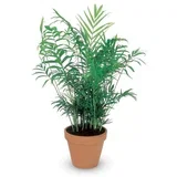 chamaedorea Elegans