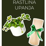 Dzungla plants rastlina upanja (peperomia hope) Cene