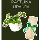 rastlina upanja (peperomia hope)