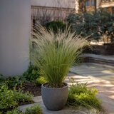 Plant in a Box bodalica - 9 kos - stipa tenuifolia 'pony tails' - višina 20-30cm - ⌀9cm, (21778527) | Shoptok.si