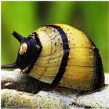 Akvarijum Centar clithon corona - Corona snail Cene