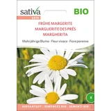 Ekološka trajnica "Early Marguerite"