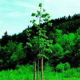  Potporanj za stablo (80 mm x 150 cm, Bor)