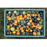ReinSaat Bučka "Goblin Eggs" - 20 zrn. Cene