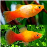 Akvarijum Centar sunset platy | ePonuda.com