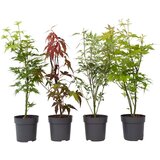 Plant in a Box japonski javor - 4 kos - acer palmatum - višina 25-40cm - ⌀10,5cm, (21757437) Cene